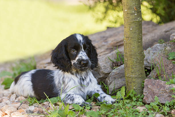 istock English Cocker Spaniel puppy 598235922