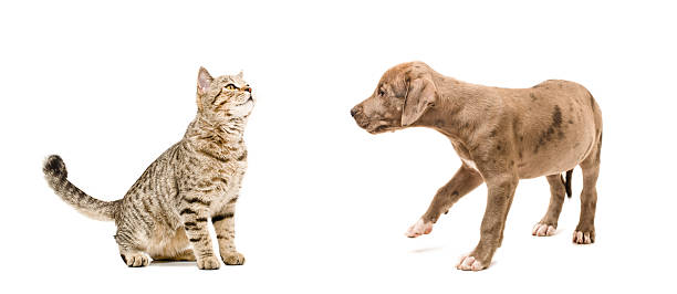 istock Meeting cat and puppy 598235964