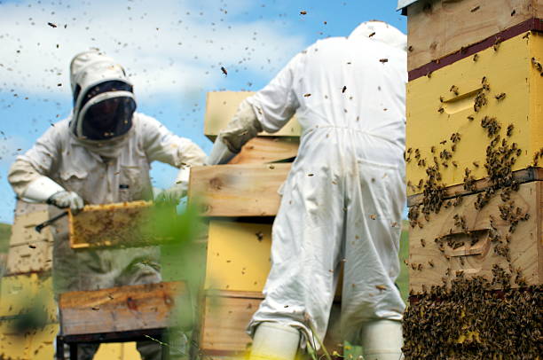 Commercial Apiarists at Work Commercial Beekeepers work with their hives in the background. This focus of this image is the Beehives in the foreground. beehive new zealand stock pictures, royalty-free photos & images
