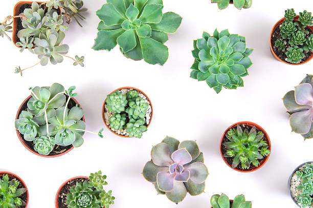 istock pattern of mixed succulents plant in pot on white background 598236486