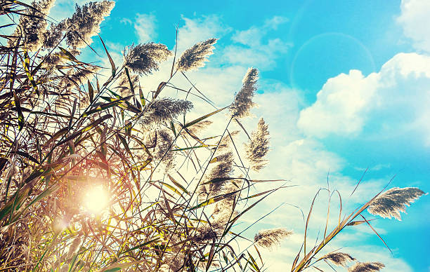istock Autumn reeds and sky blue-Vintage 598237574