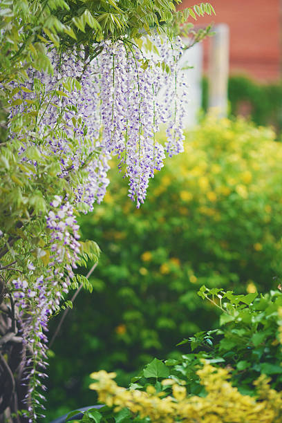 istock Branch with the hanging-down flowers 598237948