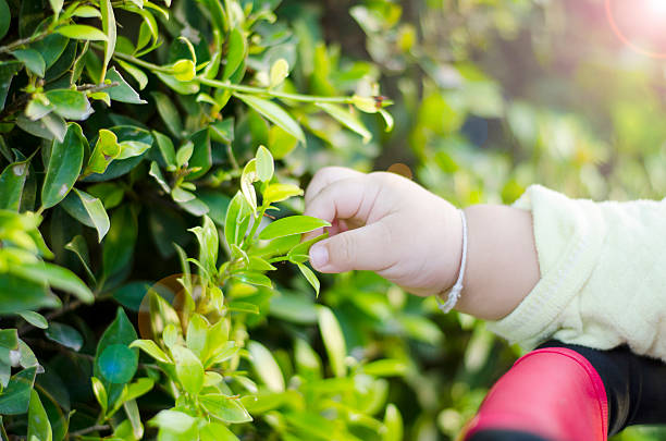 istock Little baby hand and green leaves 598239366