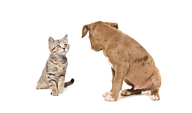 istock Kitten and puppy looking at each other 598239488