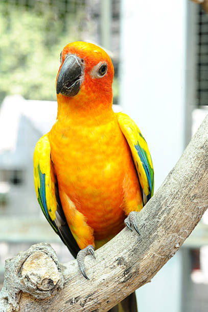 istock Conure bird hanging on dry branch. 598239822