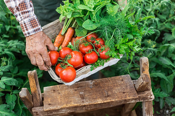istock Farm worker holding a crate full of raw vegetables 598239996