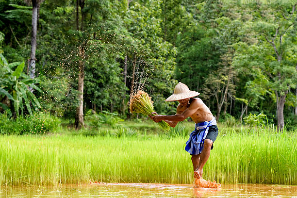 Male farmers grow rice in the rainy season. Male farmers grow rice in the rainy season. They were soaked with water and mud to be prepared for planting. cambodia food stock pictures, royalty-free photos & images