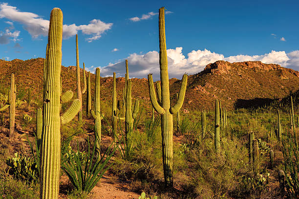 Sunset in Saguaro National Park, Arizona.