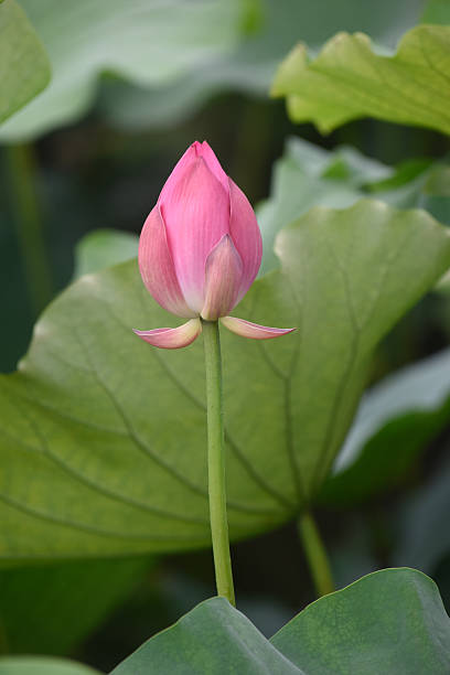 Lotus Flower stock photo