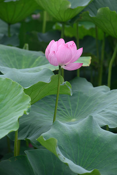 Lotus Flower stock photo