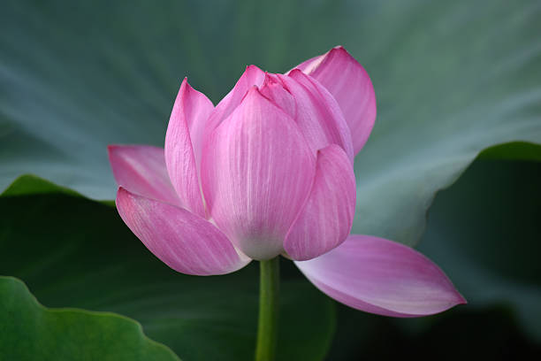 Lotus Flower stock photo