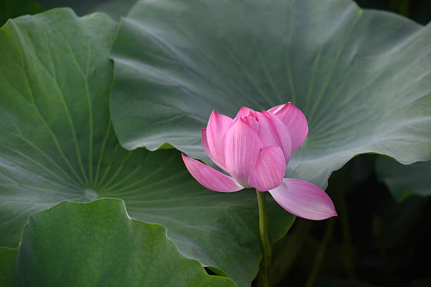 Lotus Flower stock photo