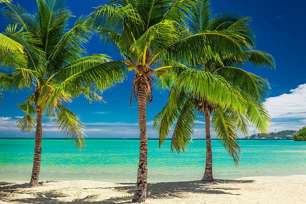 istock Three palm trees over blue lagoon in Fiji 598244100