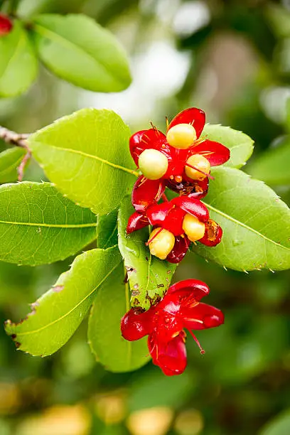 Photo of Vietnamese Mickey Mouse plant