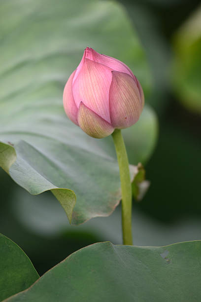 Lotus Flower stock photo