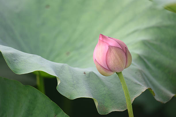 Lotus Flower stock photo