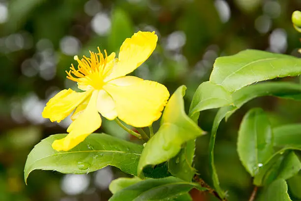 Photo of Vietnamese Mickey Mouse plant