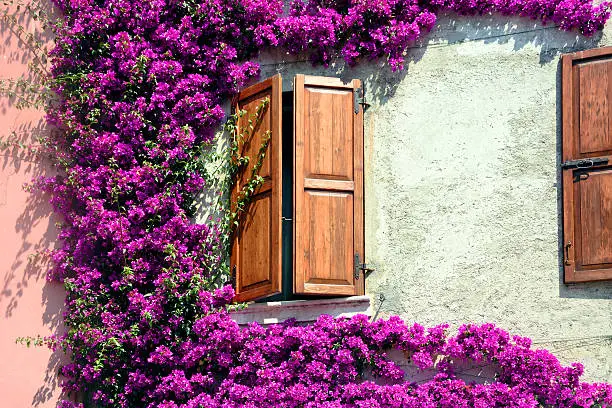 Shuttered window framed by purple bougainvillea, Sirmione, Italy