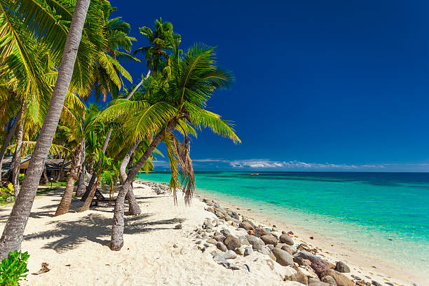 istock Beach with coconut palm trees and clear lagoon 598246874