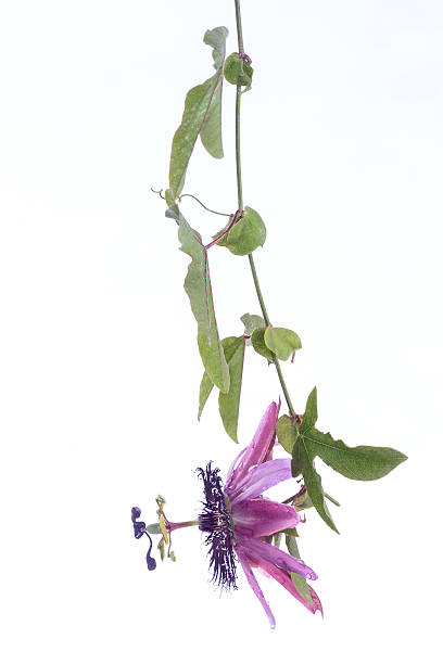 istock Purple Passiflora Flower 598248102