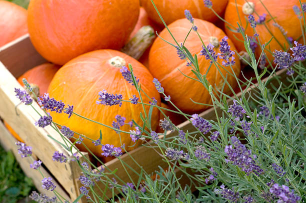 Harvest of pumpkins and lavender in the garden