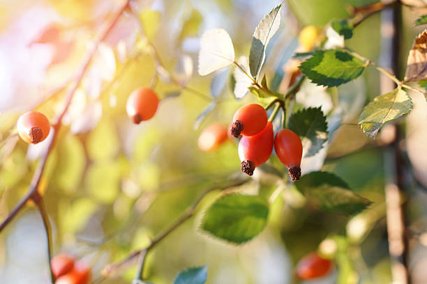 Rose hip  Branch of  ripe rose hip in sunlight. rose hip stock pictures, royalty-free photos & images