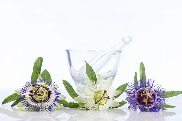 Passion flower white, violet, and yellow with marble mortar