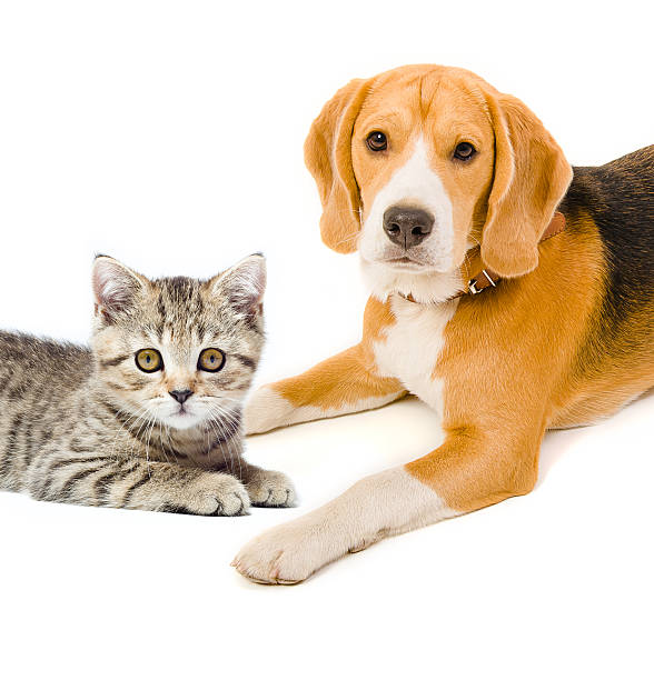 istock Kitten Scottish Straight and beagle dog 598249062