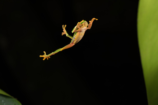 Red eye frog. Image taken in Chiapas (Mexico).