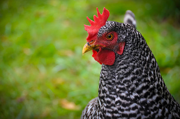 istock Close Up of Chicken 598249882