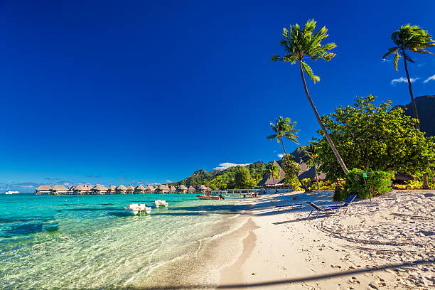 istock Tropical resort with sandy beach and palm trees on Moorea 598250866