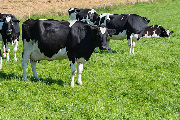 istock several cows standing in a green meadow in sunny weather 598251426