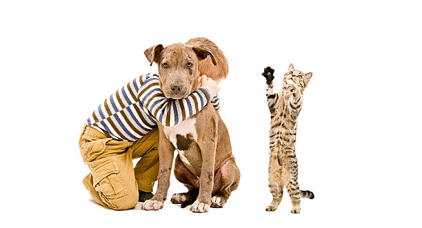istock Affectionate boy, pit bull puppy and a playful kitten 598252704
