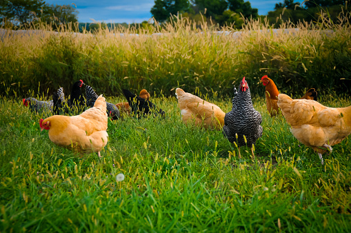 A group of chickens foraging for food in a meadow 