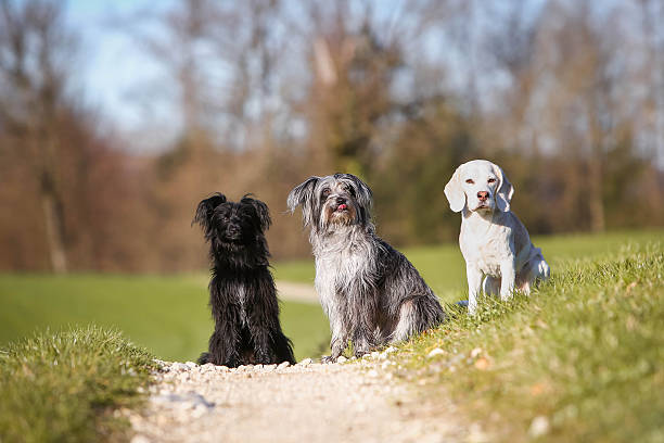 istock Three happy dogs sitting on the road 598258206