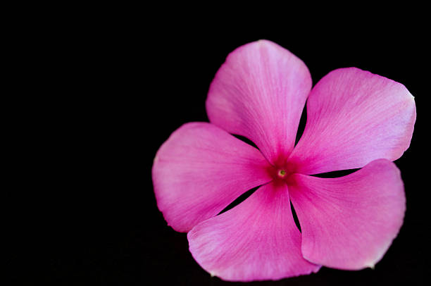 istock Beautiful pink vinca flowers (madagascar periwinkle) isolated on black background 598259624