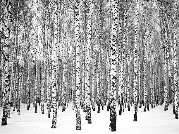 istock Beautiful winter birch grove black and white 598259750