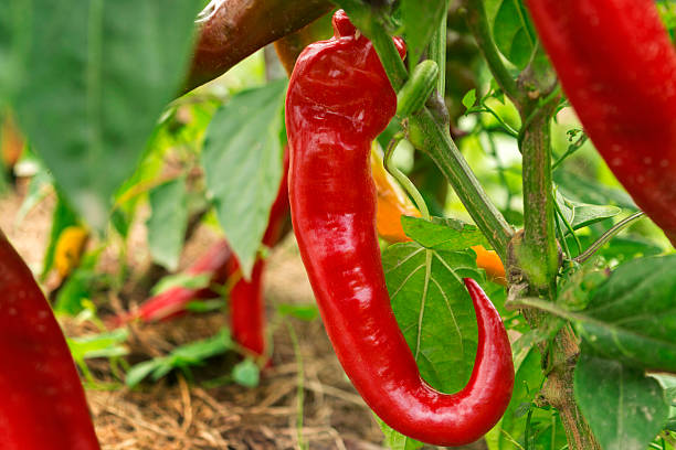 istock Spicy red chili peppers on the branch 598259916