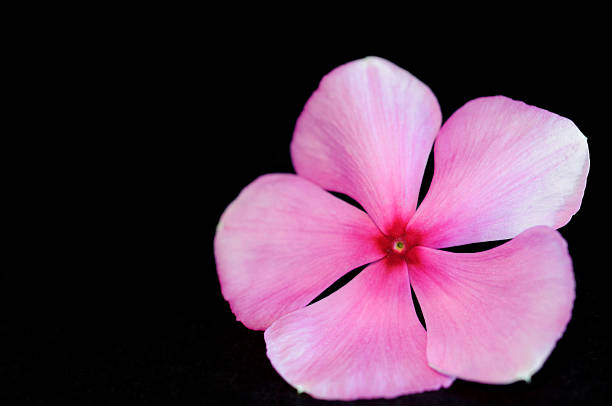 istock Periwinkle pink flower - Vinca minor, isolated on Black 598260532
