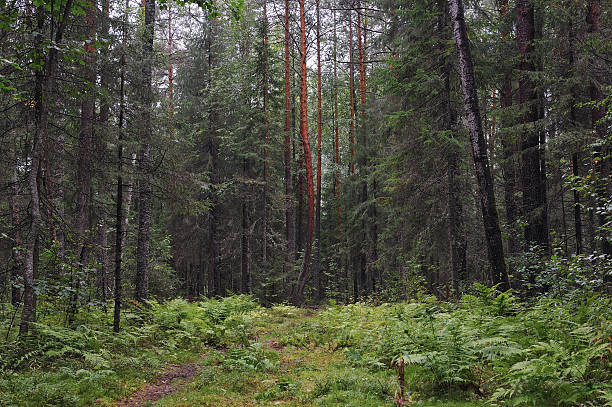 istock Taiga in rainy day 598260880