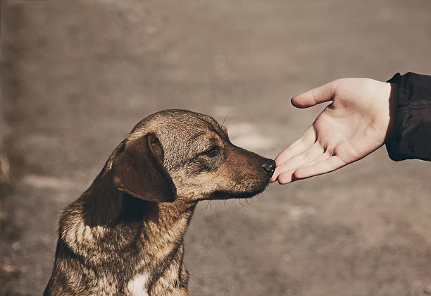 istock Child hand and lonely homeless dog 598261024