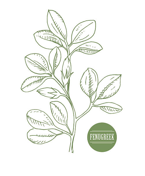 Fenugreek. Shambala. Helba.  trigonella foenum-graecum, medicinal plant. Herbs collection Fenugreek. Shambala. Helba. trigonella foenum-graecum, medicinal plant Herbs collection handmade vector fenugreek stock illustrations