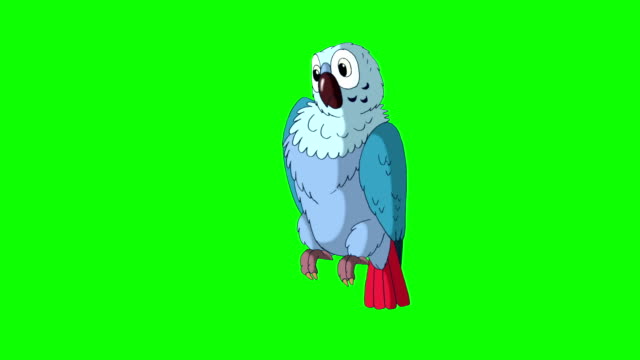 Free Parrots saying funny things Stock Video Footage 10807 Free Downloads