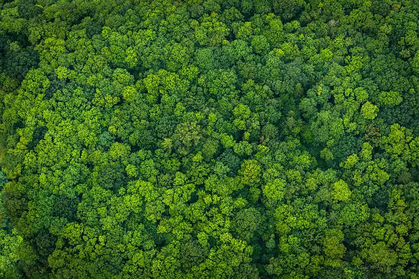 Aerial view down onto vibrant green forest canopy with leafy foliage.