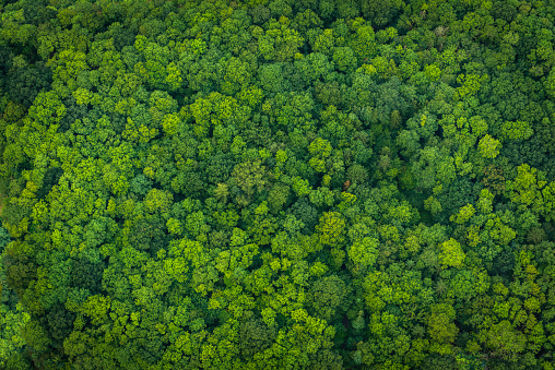 Aerial view down onto vibrant green forest canopy with leafy foliage.