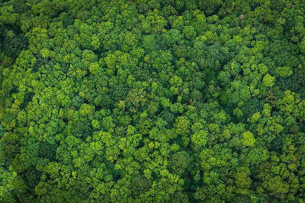 green forest foliage aerial view woodland tree canopy nature background - forest imagens e fotografias de stock