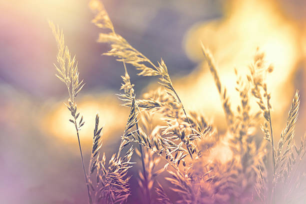 istock Dry grass in late autumn afternoon lit by sun light 598520950