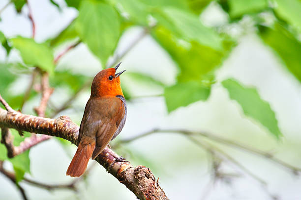 pettirosso giapponese in giappone - birdsong foto e immagini stock