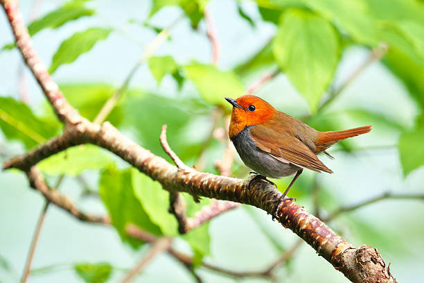 istock Japanese robin in japan 598521456