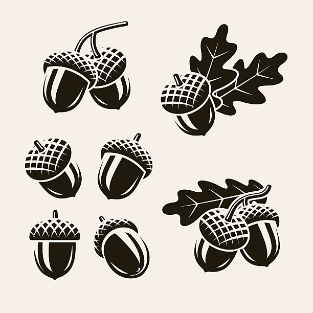 ilustrações de stock, clip art, desenhos animados e ícones de acorns set. vector - bolota ilustrações